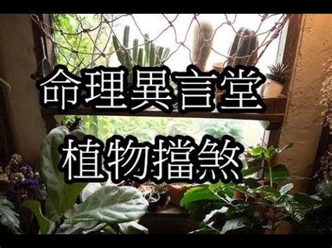 大門外擋煞植物 一元素